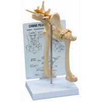Anatomisk modell, pelvis (bäcken)